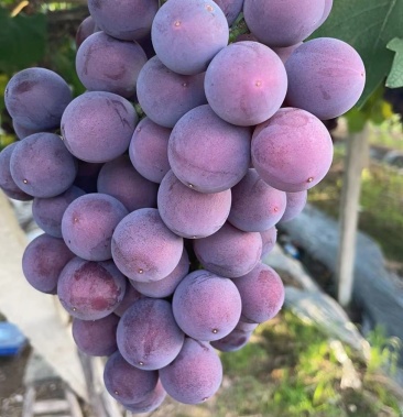 代办 巨峰葡萄甬优一号