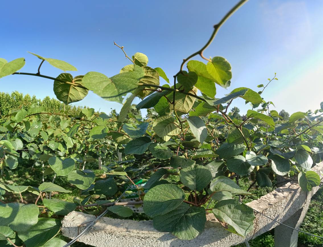 翠香猕猴桃果园实景