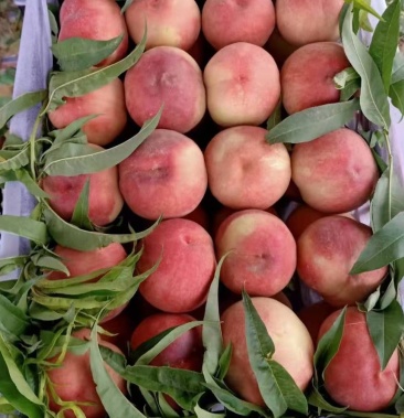 [突围桃批发]突围毛桃 口感甜 个头大 地头选果 产地直发 价格低廉