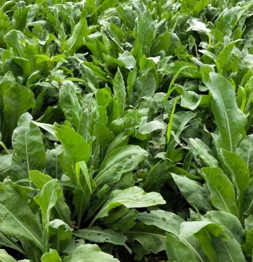 [大青叶批发]板蓝根大青叶鲜货价格0.80元/斤 - 一亩田