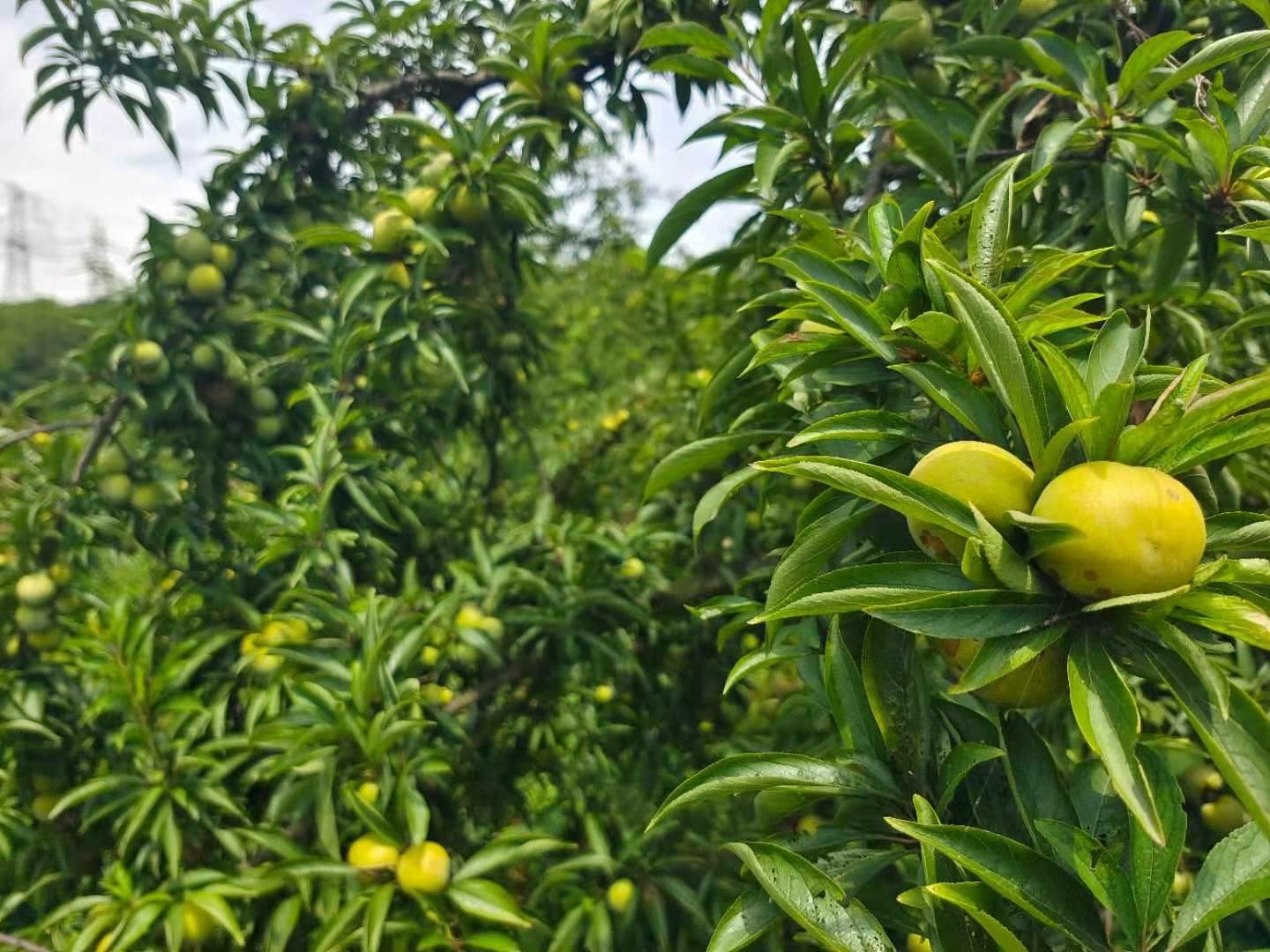 无人机俯拍视角下的李子种植园,整齐排列的果树郁郁葱葱,部分枝头挂满紫红与青黄色相间的李子果实,地面覆盖防草布,远处可见果农正在采摘 李子果园航拍