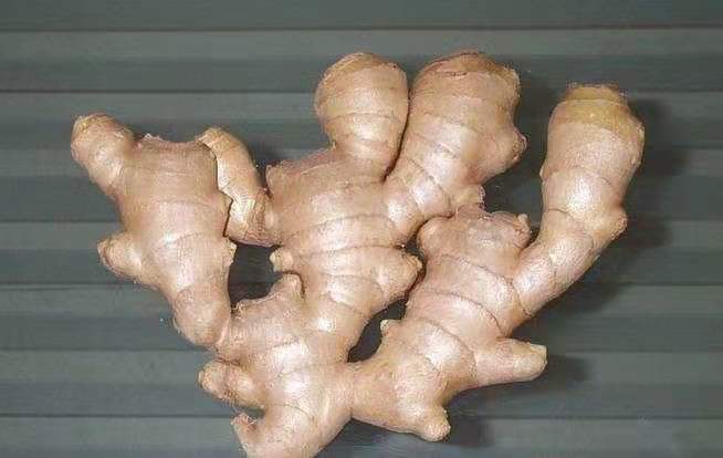 生姜根须特写图