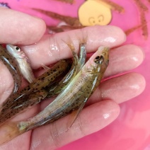 杂交花骨鱼苗，苗场直供保质保量专业水车包送货到塘口。。