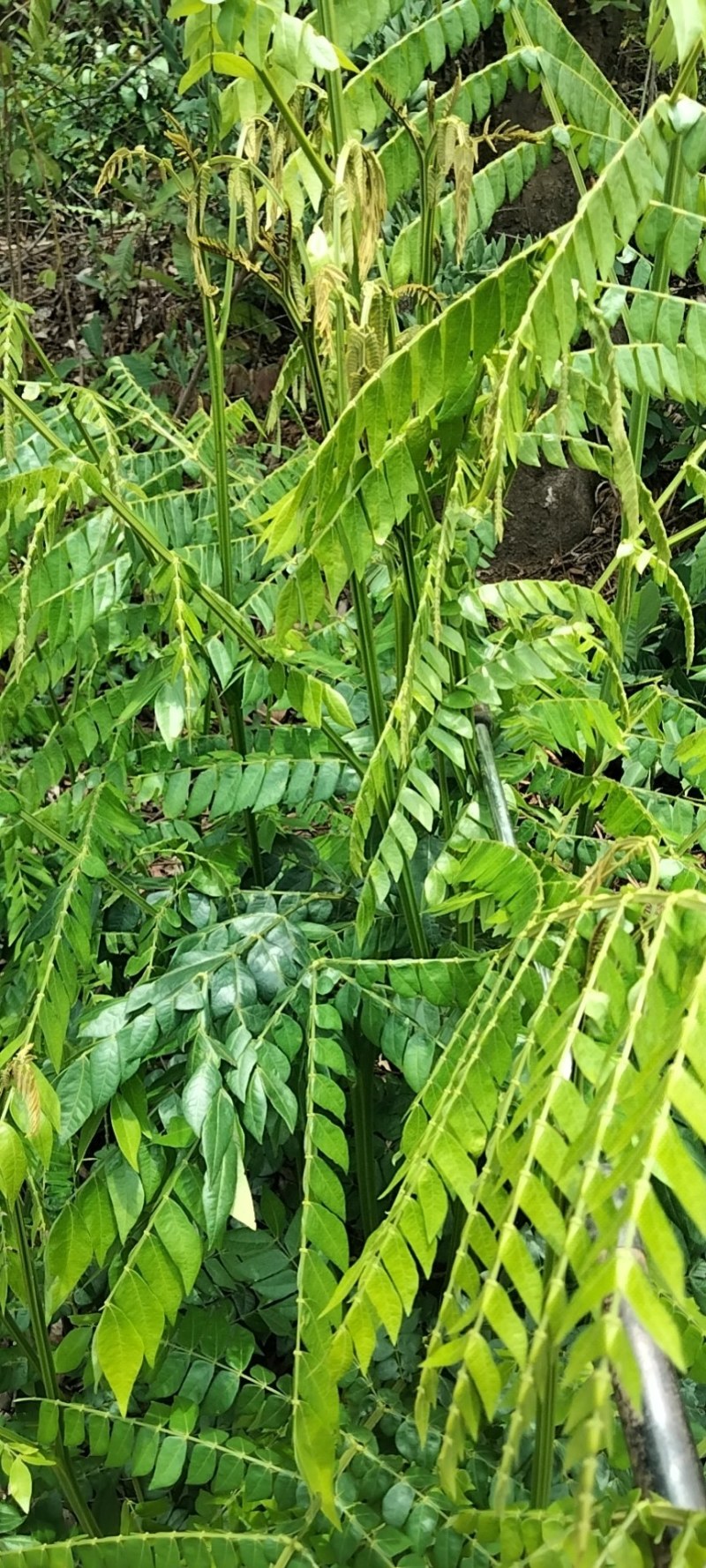 猴仙丹藤草药图片图片