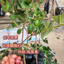 新品种胭脂红番石榴苗香甜软糯四季开花当年结果盆栽红心番石