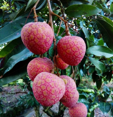 漳州漳浦乌叶荔枝地理标志特产乌石荔枝个大饱满甜度高无蛀虫