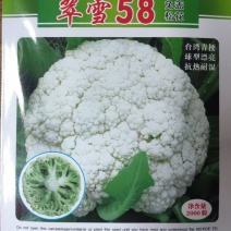 【免盖松花】台湾青梗白花小米粒花球松大花菜厂家直销