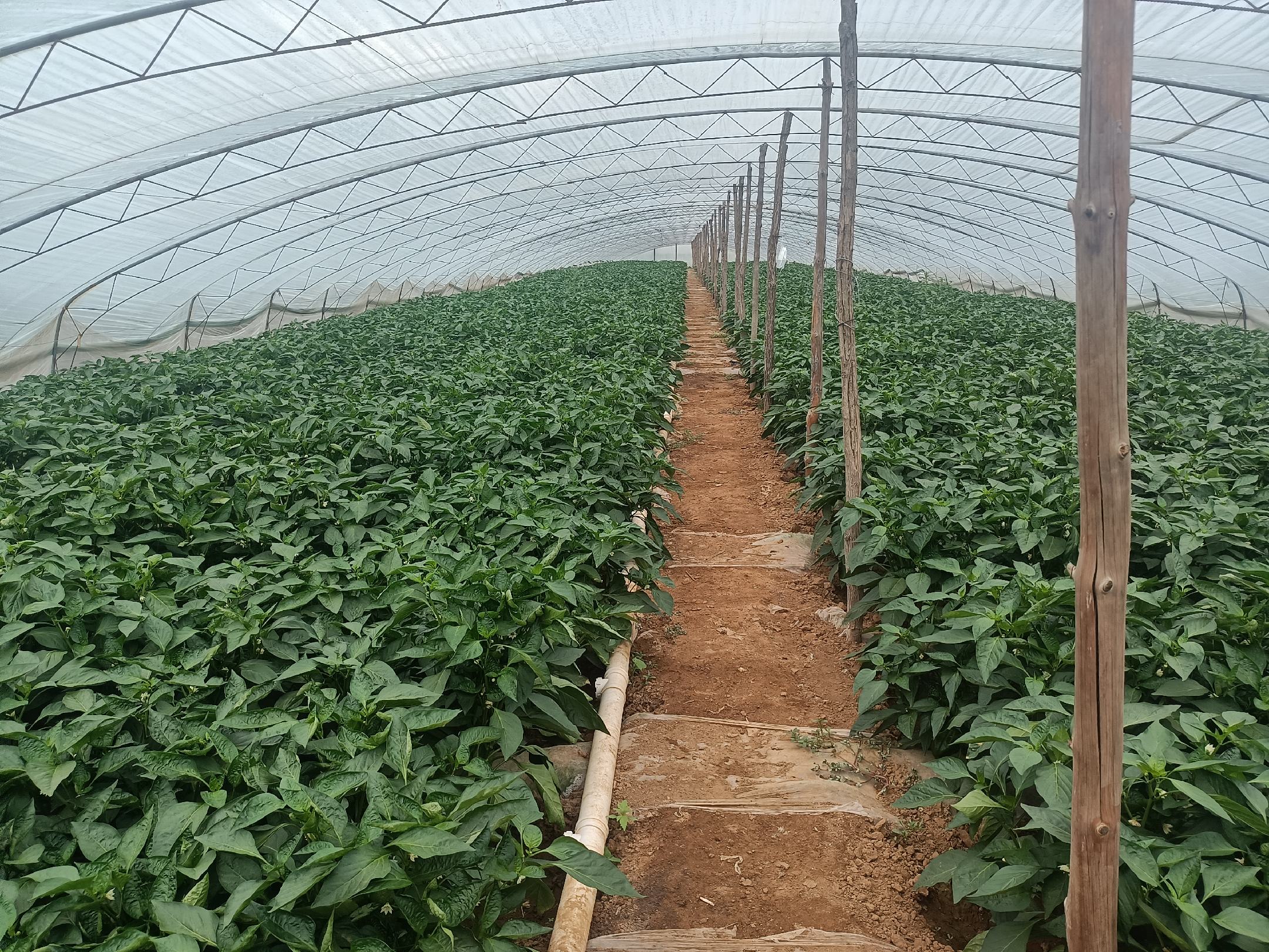 金树6号树椒植株整体形态