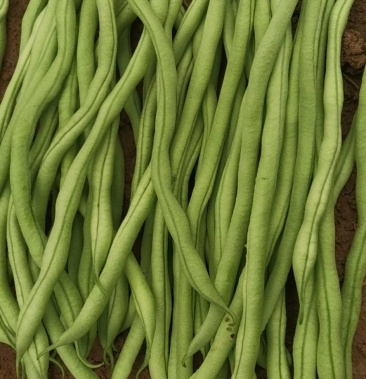 甘肃豆王大量上市,有需要的老板前来选购,一分价格一份货