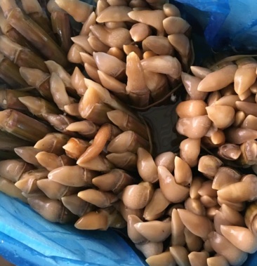 连云港鲜活竹节蛏无沙海蛏子笔杆蛏蛏王鲜活发货