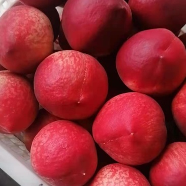 春雪毛桃一礼拜后上市欢迎各位老板定购,要货的老板联系了啊