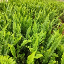 肾蕨