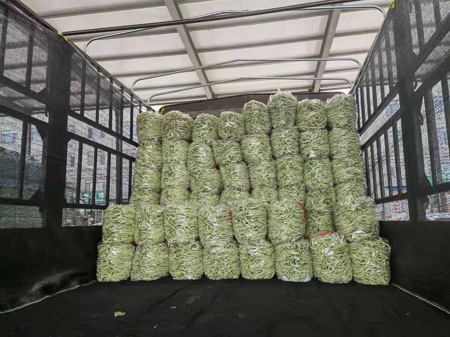 红芸一号芸豆种植基地航拍图