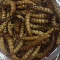 蛋白虫