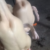 白条鸭