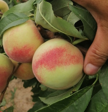 [桃批发]春美毛桃上市了价格1.00元/斤 - 一亩田