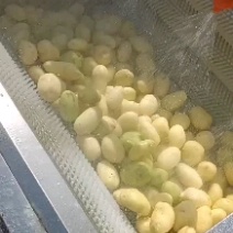 土豆去皮机也可以红薯、生姜、芋头、莲藕去皮