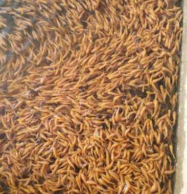 [草鱼苗批发]俄罗斯赤目红草鱼苗价格0.30元/个 - 一亩田