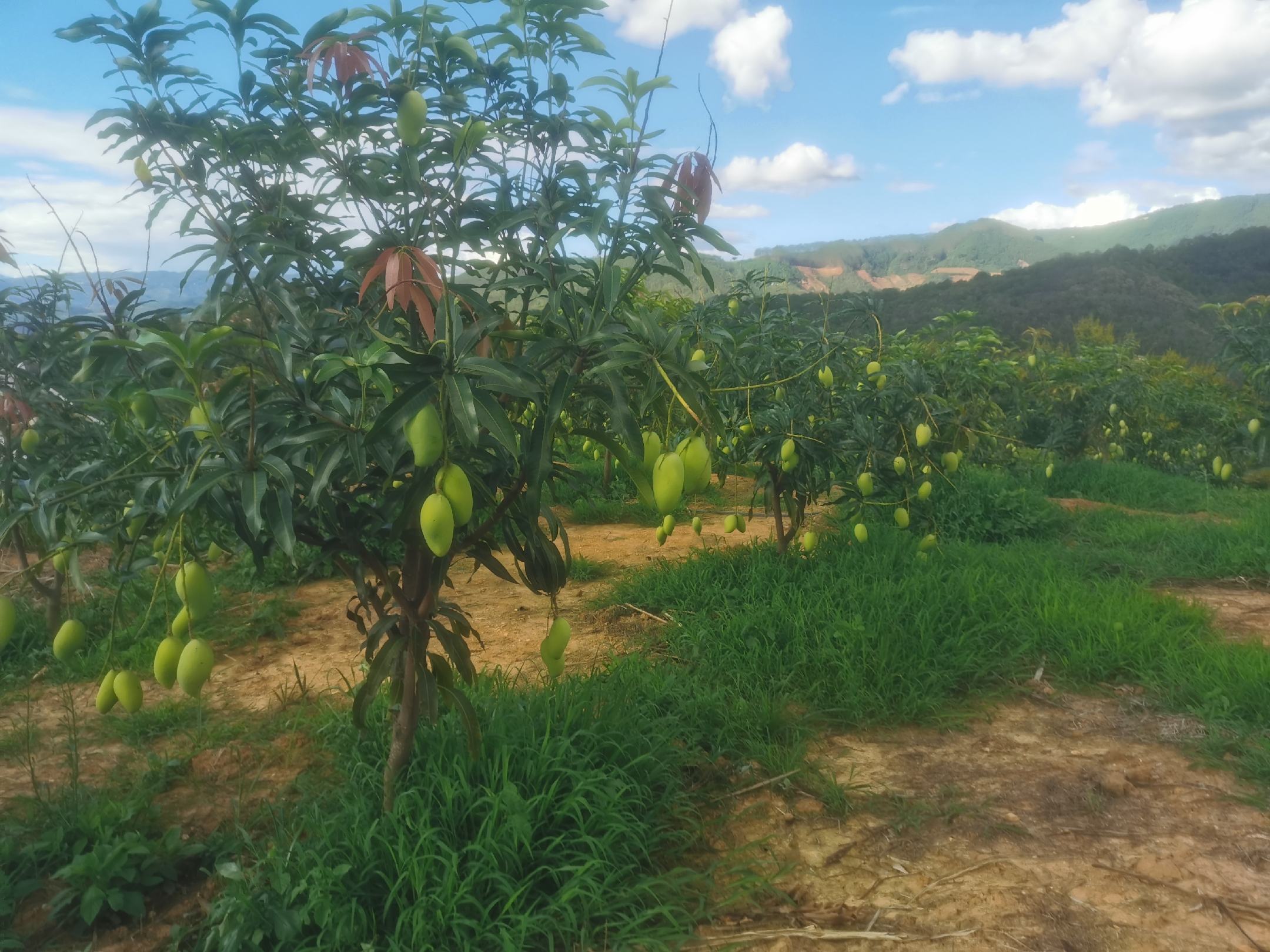 果园中的鹰嘴芒果树