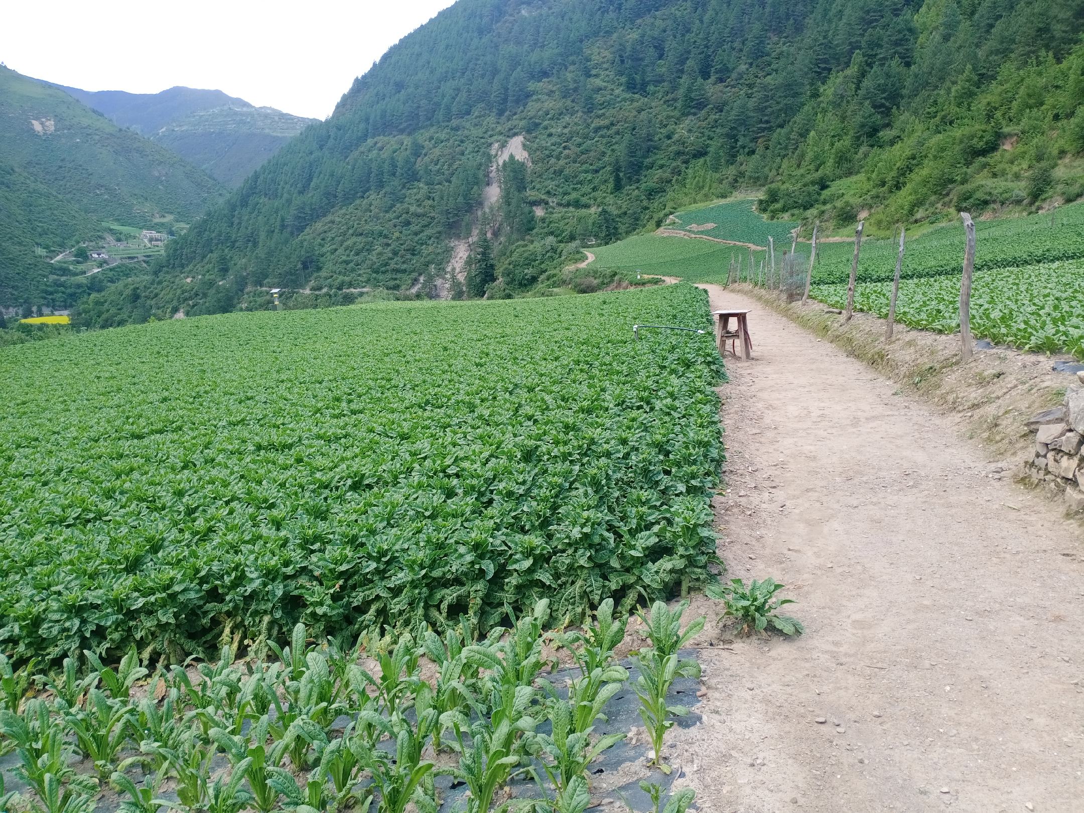 图示:云南昭通鲁甸县海拔1680米山坡梯田中,成片生长的‘耐热二号’莴笋,植株健壮、茎秆翠绿粗壮、蜡粉层明显,田间无杂草、无病斑,垄作覆黑地膜,排水沟清晰。远处可见云雾缭绕的冷凉山地气候背景。 高海拔莴苣露地生产实景图