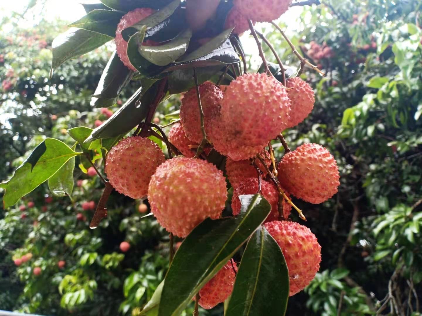 桂味荔枝特写