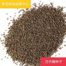 古代稀种子春夏播种易开花室外庭院阳台花卉盆栽种子