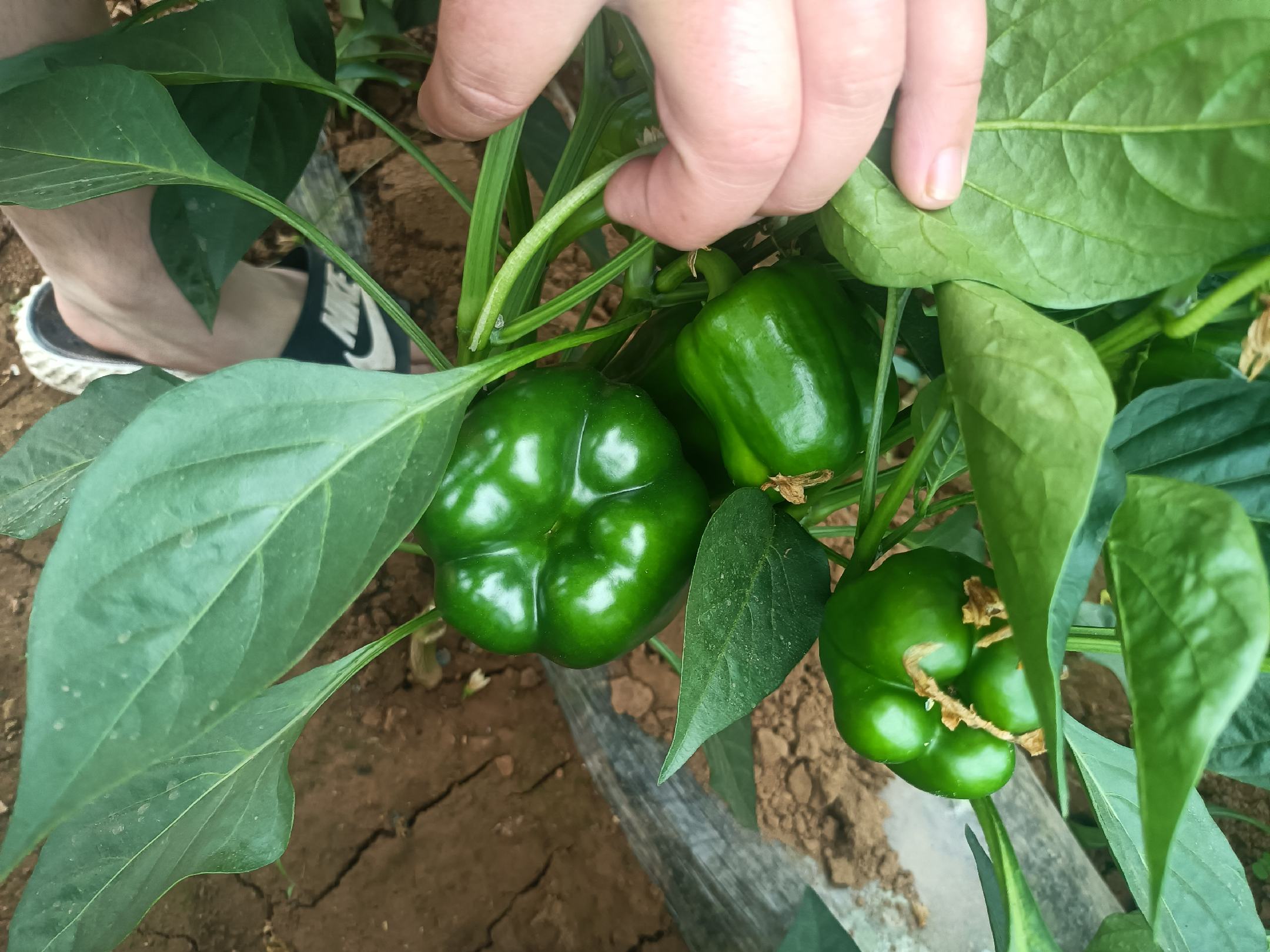 一座现代化玻璃温室内,整齐排列的红圆椒植株高达1.8米,枝条上挂满鲜红饱满的果实,顶部安装有自动喷雾系统和LED补光灯带,轨道式采摘车正在沿轨道缓缓移动,两名技术人员在监控屏幕前查看环境参数 现代智慧农业园区内的红圆椒温室内部场景