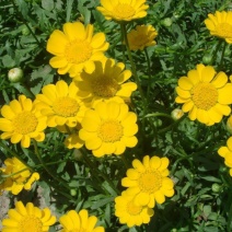 黄晶菊种子四季易种花草花卉种子黄晶菊种籽花籽