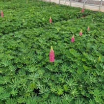 鲁冰花盆栽带花鲁冰花盆栽花苗带花羽扇豆室内阳台客厅耐寒