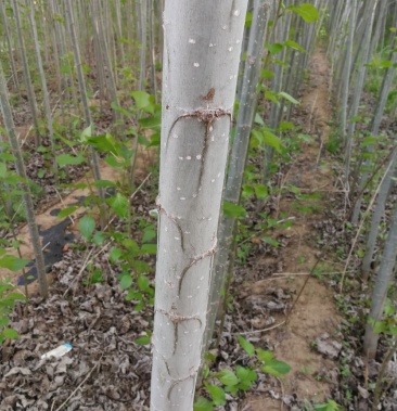 107速生杨鲁林9号无絮杨青杨