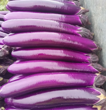 [长茄批发]精品紫长茄大量精品价格0.20元/斤 - 一亩田
