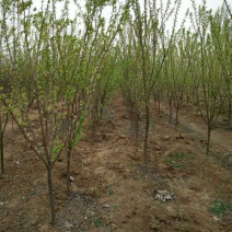 正宗早熟五月脆李子苗（基地直供，包品种包成活）