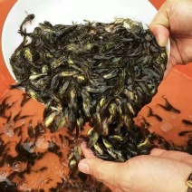 黄骨鱼苗新货上市抗病毒提供技术指导