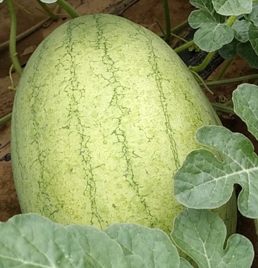 [绿裳西瓜批发]绿子秀西瓜价格1.25元/斤 - 一亩田