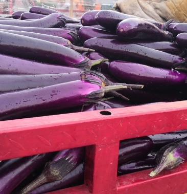 《热销》精品长茄子上市,供货时间长,质量保证,全国直发!