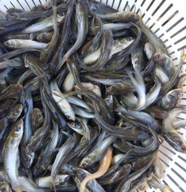 优质叉尾鱼苗鮰鱼苗产地直批支持全国发货量大优惠