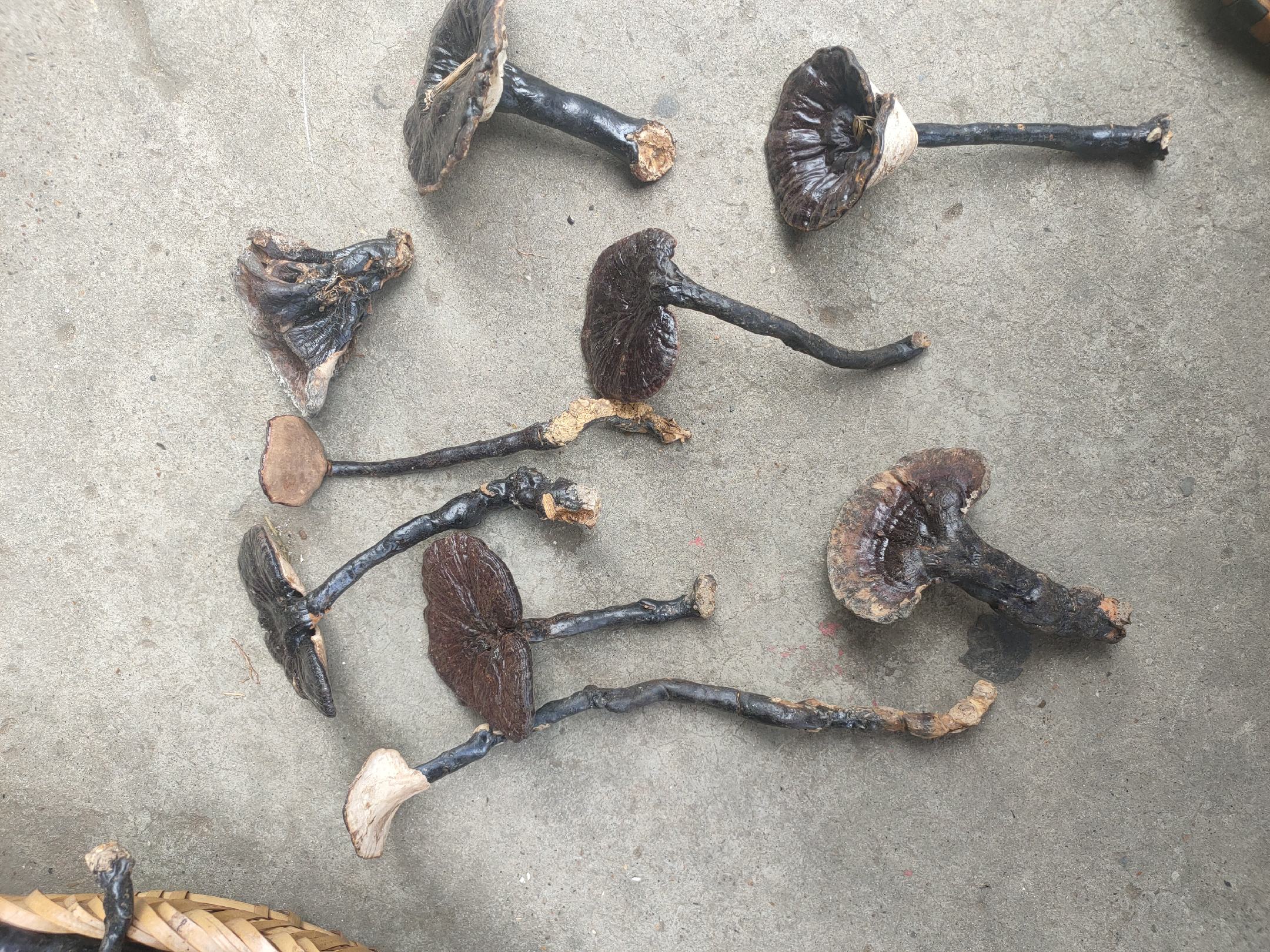 显微镜下的灵芝切片样本,展示褐色木质化菌盖组织的横截面结构,表面有自然纹理和细微孔洞,背景为实验室载玻片环境,带有刻度标尺 灵芝切片样本特写