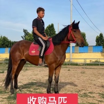 高价回收各种马匹温血马半血马纯血马蒙古马伊犁马