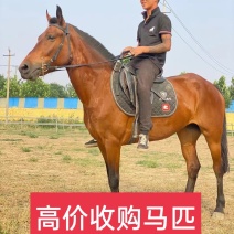 回收各种骑乘马温血马半血马纯血马矮马小马驹个人骑乘马