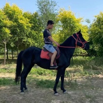 马匹出售景区骑乘马可以骑的马景区拉车马蒙古马孩子骑的小矮