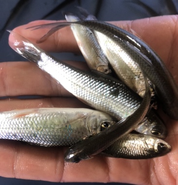 大量出售土鲮鱼苗,一手货源,价格实惠,欢迎订购,采购