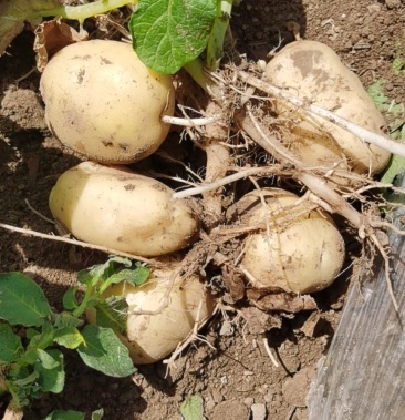 [土豆批发]荷兰806价格0.60元/斤 - 一亩田