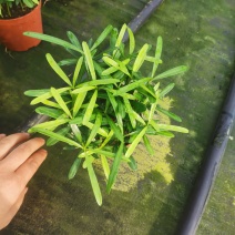 罗汉松盆景大树苗水养植物迎客松室内桌面小盆栽阳台庭院四季