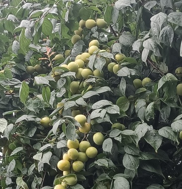 [梅子批发]青梅价格3.50元/斤 - 一亩田