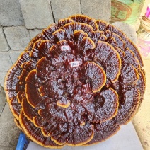 湘西超大灵芝盆景专业合作种植源头产地一手货源价格便宜。