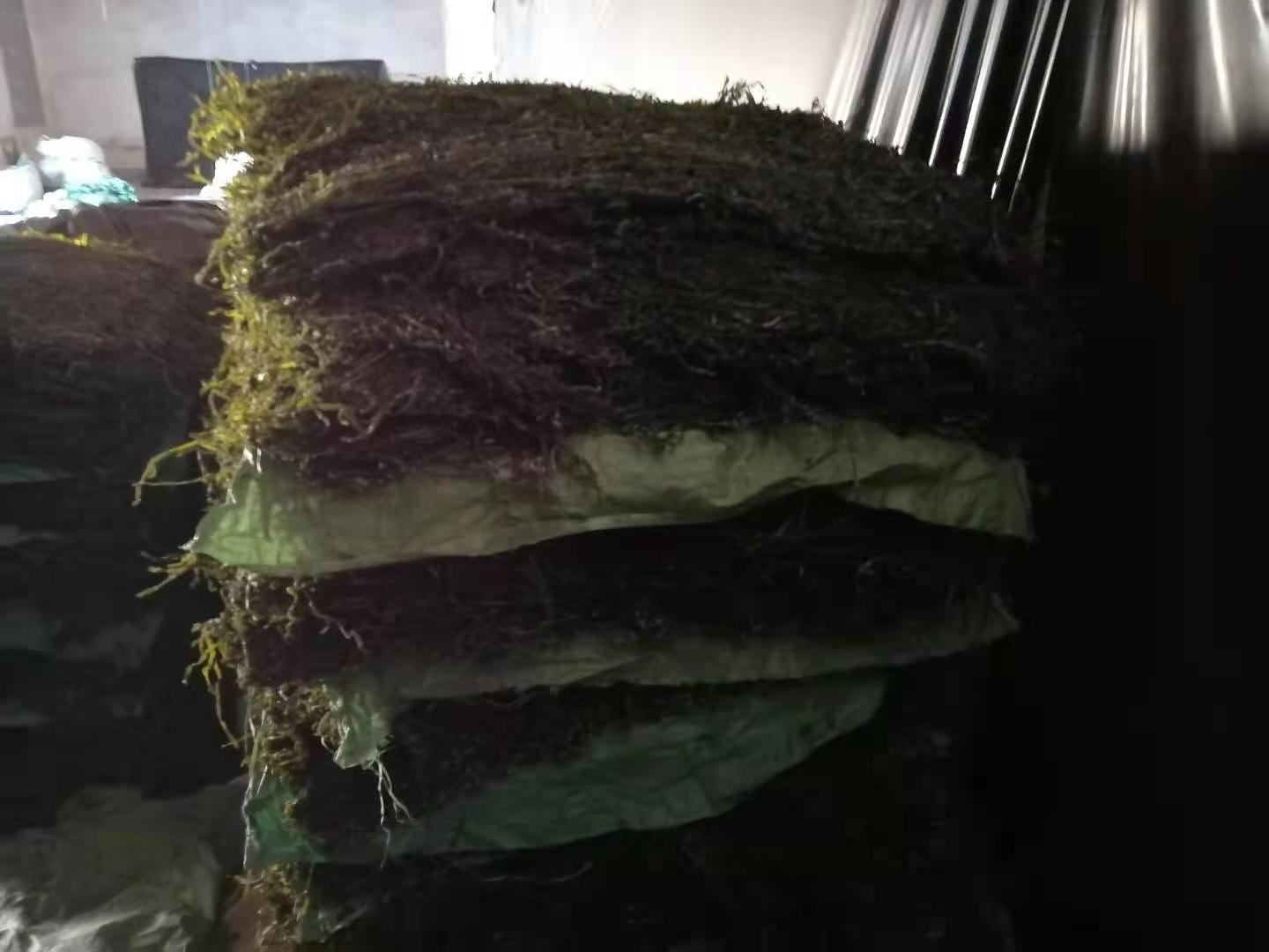 海带胶在实验室中被用于制作凝胶材料