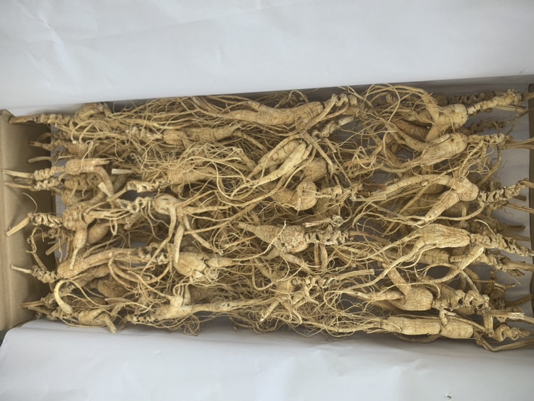 一组展示林下参在不同干燥阶段的状态对比图:第一阶段为阴晾中的湿参,表面湿润;第二阶段为散射光下微干,色泽淡黄;第三阶段为多次翻晒后明显收缩;第四阶段为完全干燥的成品参,呈浅黄色,质地坚硬 林下参分阶段晒干流程图示