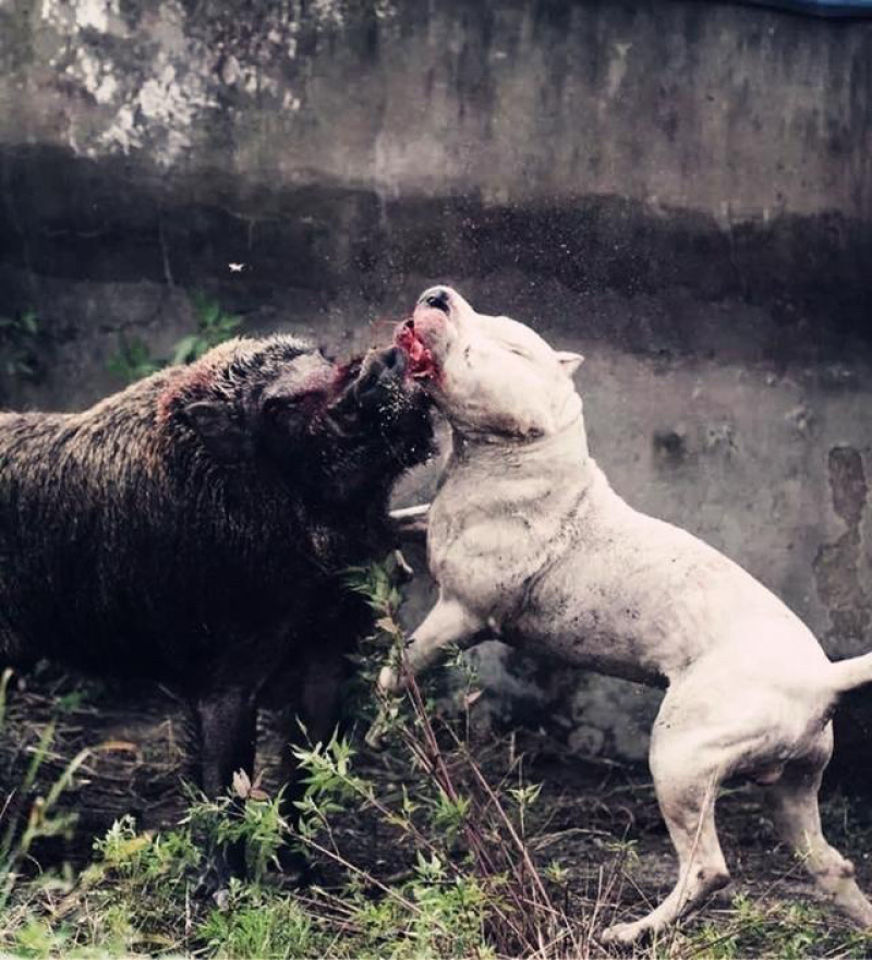 山东菏泽养犬基地图片