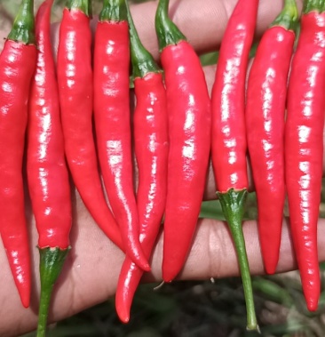 [小米椒批发]艳红小米辣价格3.00元/斤 - 一亩田