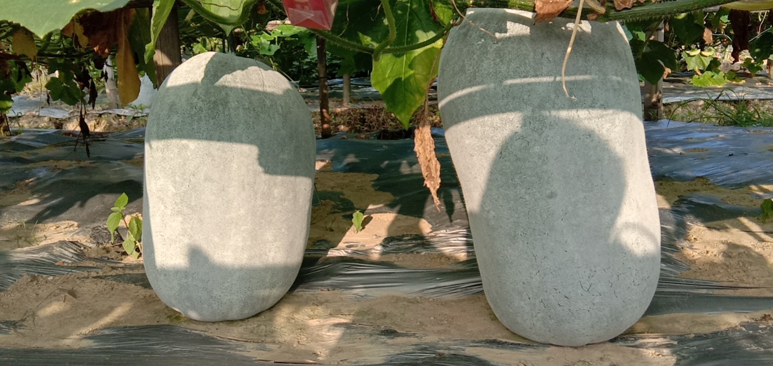 白皮冬瓜全产业链发展模式图解